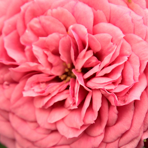 Интернет-Магазин Растений - Poзa Пинк Бэбифлор® - розовая - Миниатюрные розы лилипуты  - - - Ганс Юрген Эверс -  Кустовой сорт с густомахровыми красивыми цветами. Идеальное кадочное растение.